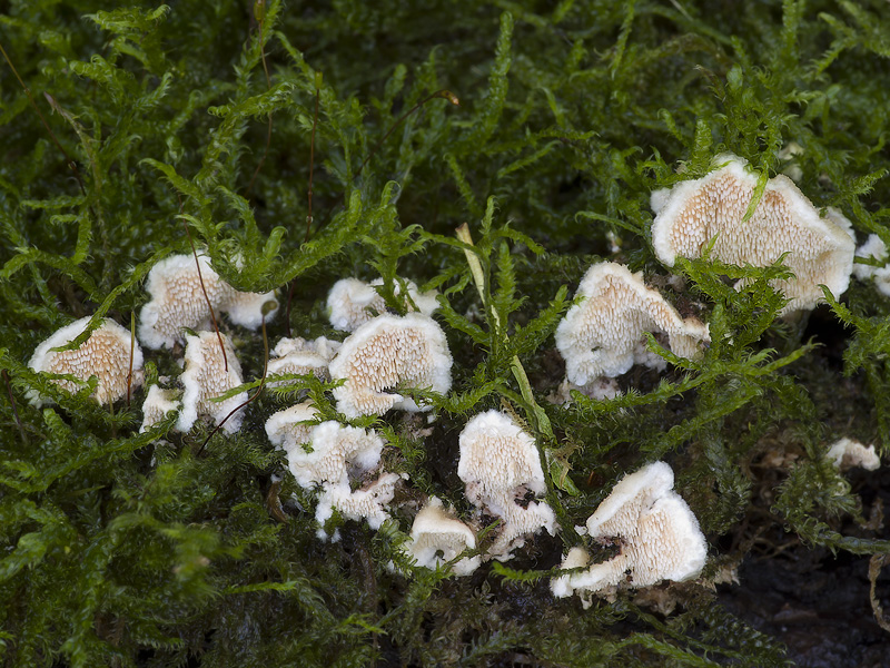 Steccherinum ochraceum